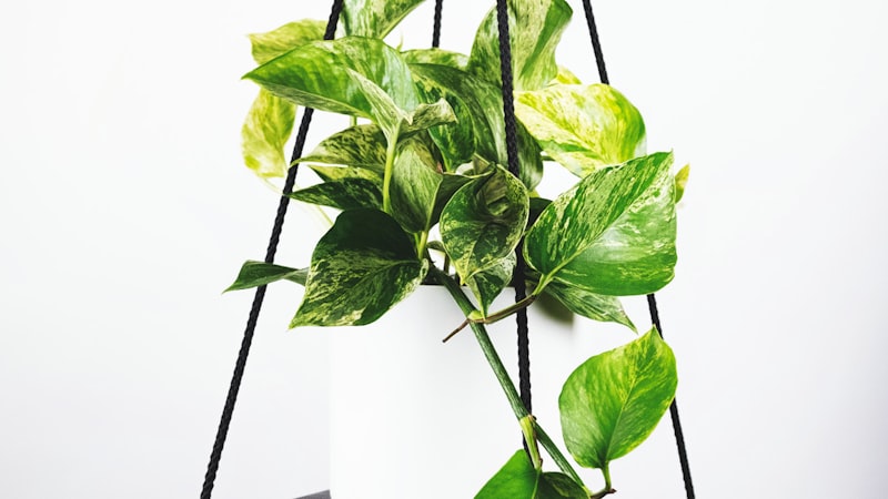 欧冠赛后战报 - 拜仁慕尼黑球员庆祝胜利